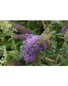 Buddleja dav. 'B Sky Blue'® C3