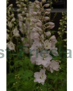 Delphinium (P) 'Galahad' P9 / 24 per kist