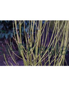 Cornus stol. 'Flaviramea' 60-80 cm C2