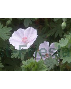 Geranium sang. 'Apfelblúte' P9 / 24 per kist