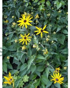 Rudbeckia fulg. 'Goldsturm' C2