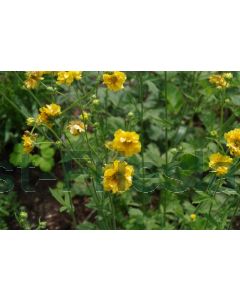 Geum chil. 'Lady Stratheden' P9 / 24 per kist