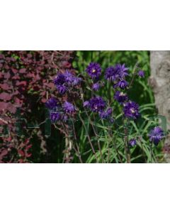 Aquilegia vulg. 'Blue Barlow' C2