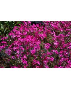 Phlox (S) 'Atropurpurea' P9 / 24 per kist