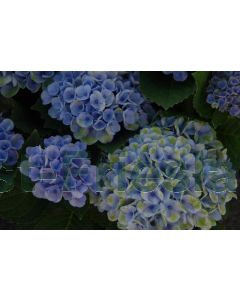 Hydrangea m. 'Magical Revolution' ® Blauw C2