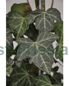 Hedera hel. 'Woerner' Haagelement b120 x h100 cm