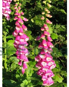 Digitalis purpurea P9 / 24 per kist