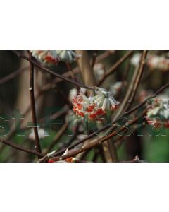 Edgeworthia chr.'Red Dragon' 80-100 cm C20