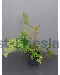 Osmunda regalis 'Purpurascens' C2