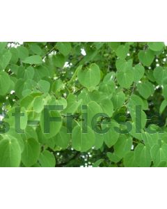 Cercidiphyllum japonicum 100-125 cm C10