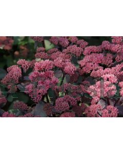 Sedum 'Purple Emperor' C2