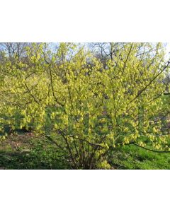 Corylopsis spicata 100-125 cm C10