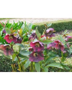 Helleborus orientalis C2