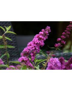 Buddleja dav. 'FP Tutti Frutti' C2