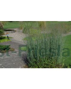 Panicum virg. 'Heavy Metal' P9 / 24 per kist