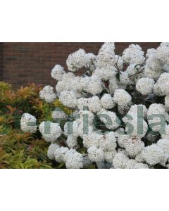 Viburnum 'Eskimo' C7.5 80 cm stam