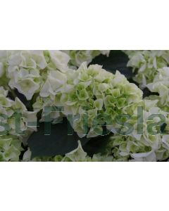 Hydrangea m. (Wit) C2