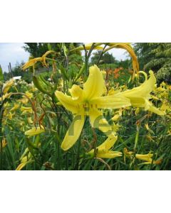 Hemerocallis citrina P9 / 24 per kist