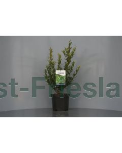 Ilex max. 'Impala' C2