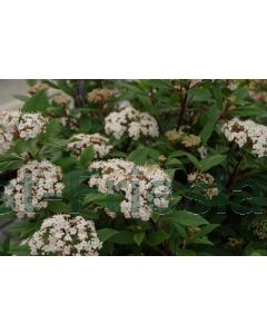 Viburnum tinus 'Ladybird' 40-60 cm C7.5