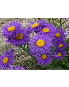 Aster alpinus 'Dunkle Schöne' P9 / 24 per kist