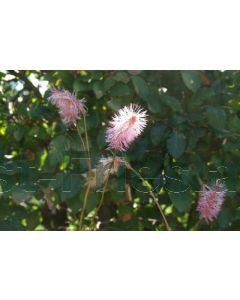 Sanguisorba obtusa P9 / 24 per kist