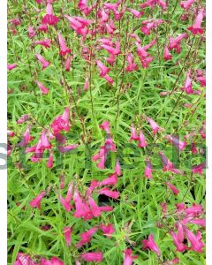 Penstemon 'Garnet' P9 / 24 per kist