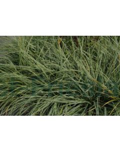 Carex osh. 'Everest'® P11