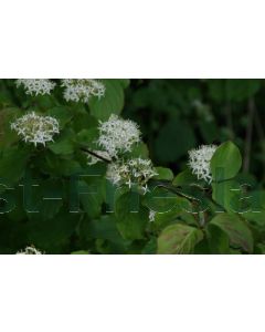 Cornus sanguinea 30-40 cm C2