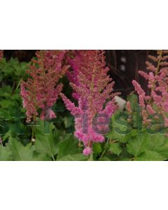 Astilbe chin. 'Visions' P9 / 24 per kist