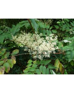 Aralia elata 100-125 cm C20