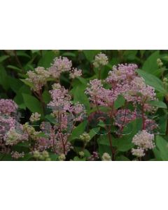 Ceanothus pallidus 'Marie Simon' C2