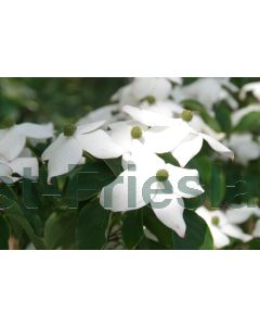 Cornus kousa 'Wieting''s Select' 80-100 cm C5