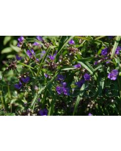 Tradescantia (A) 'Zwanenburg Blue' P9 / 24 per kist