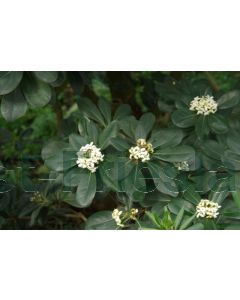 Pittosporum tobira 80-100 cm C9