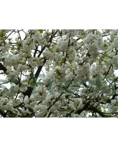 Prunus avium 'Plena' 10/12 drkl