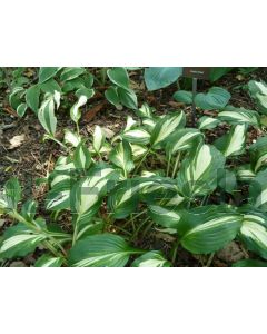 Hosta 'Undulata Mediovariegata' P9 / 24 per kist