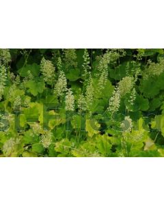 Heuchera villosa P9 / 24 per kist