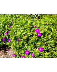 Geranium sang. 'New Hampsh. Purple' P9 / 24 per kist