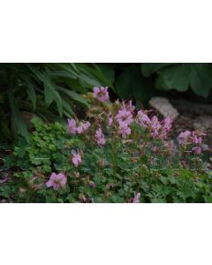 Geranium dalmaticum P9 / 24 per kist