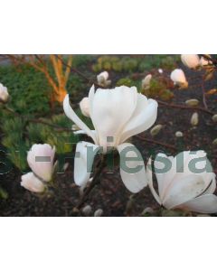 Magnolia loebneri 'Merrill' 50-60 cm C5