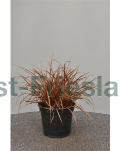 Uncinia rubra 'Everflame' C2