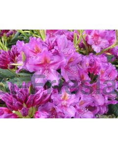 Rhododendron 'Lee's Dark Purple' 50-60 cm C10