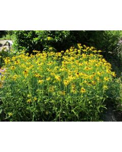 Rudbeckia fulg. speciosa P9 / 24 per kist