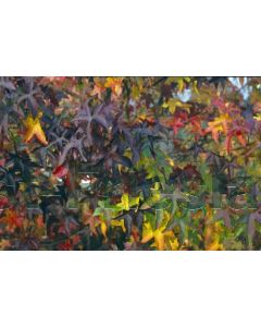 Liquidambar styraciflua 10/12 C40 leischerm 150 cm stam