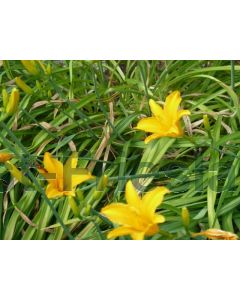 Hemerocallis 'Aten' P9 / 24 per kist