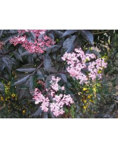 Sambucus nig. 'Black Beauty' C3