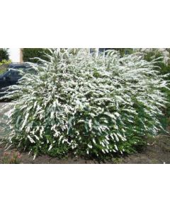 Spiraea cinerea 'Grefsheim' P14