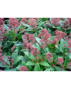 Skimmia jap. 'Rubella' C2