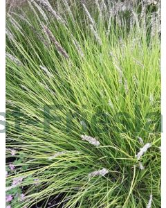 Sesleria nitida P9 / 24 per kist